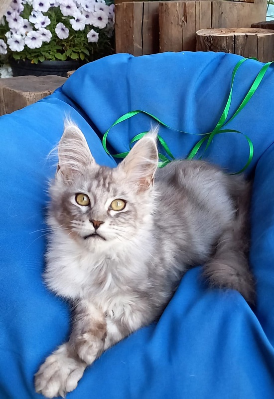 Randi  Akbars - Kitten maine-coon 4 months 1 week