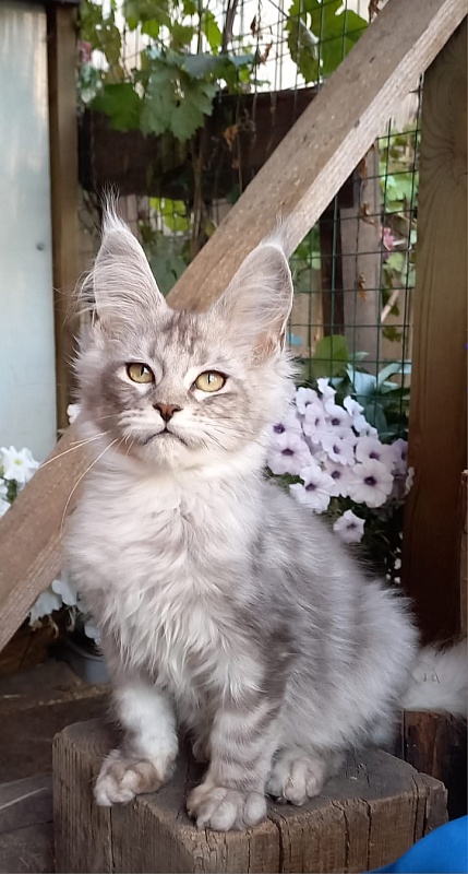Randi  Akbars - Kitten maine-coon 4 months 1 week