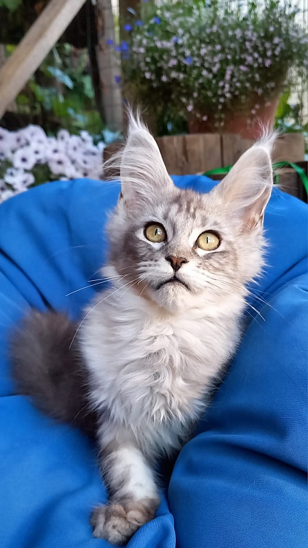 Randi  Akbars - Kitten maine-coon 4 months 1 week