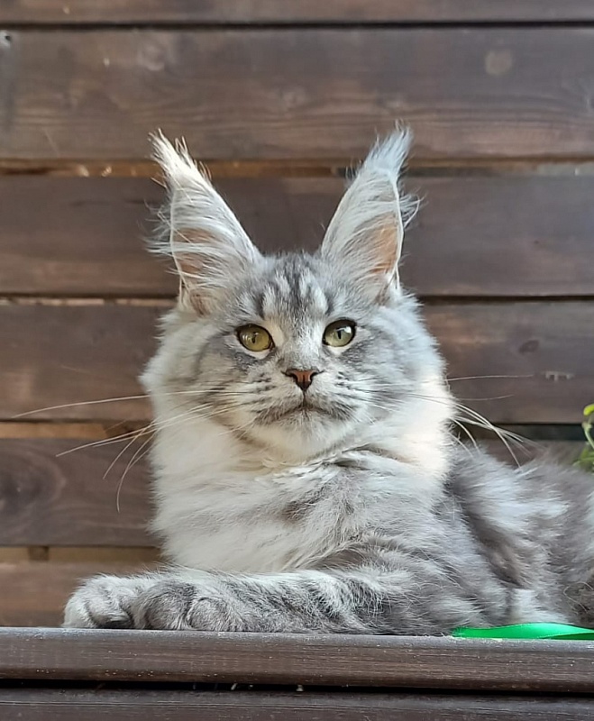 Ramina  Akbars - Kitten maine-coon 4 months 4 weeks
