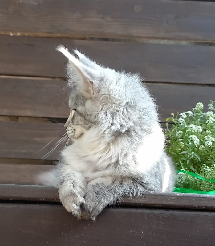 Ramina  Akbars - Kitten maine-coon 4 months 4 weeks