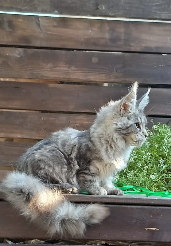 Ramina  Akbars - Kitten maine-coon 4 months 4 weeks