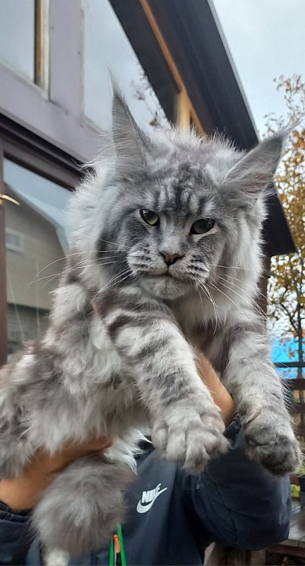 Ramina  Akbars - Kitten maine-coon 5 months 4 weeks