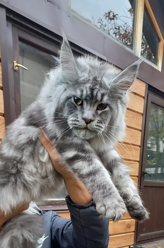 Ramina  Akbars - Kitten maine-coon 5 months 4 weeks