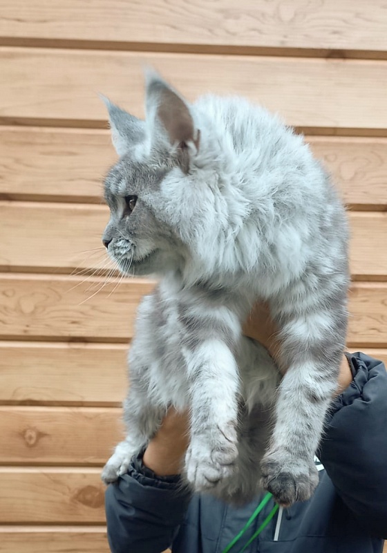 Ramina  Akbars - Kitten maine-coon 5 months 4 weeks