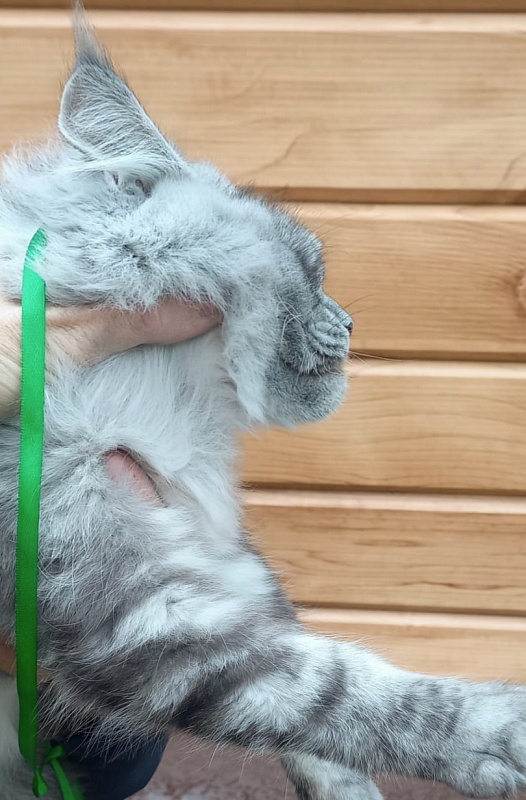 Ramina  Akbars - Kitten maine-coon 5 months 4 weeks