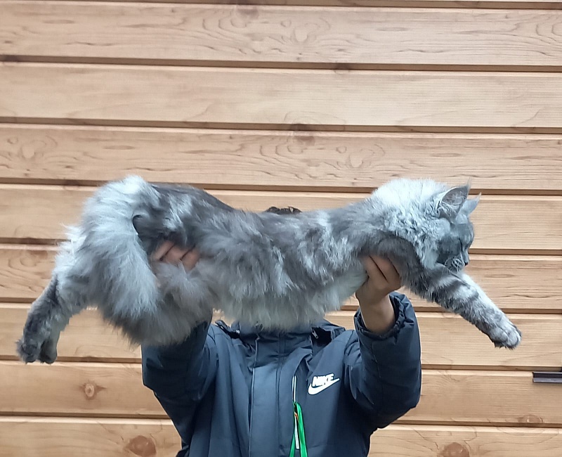 Ramina  Akbars - Kitten maine-coon 5 months 4 weeks