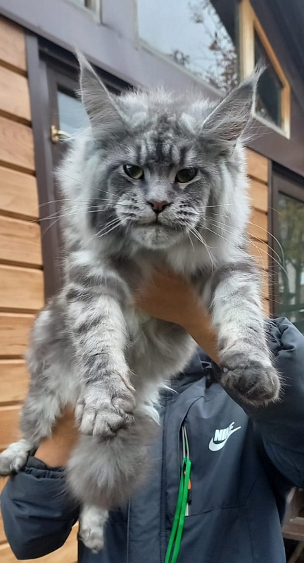 Ramina  Akbars - Kitten maine-coon 5 months 4 weeks