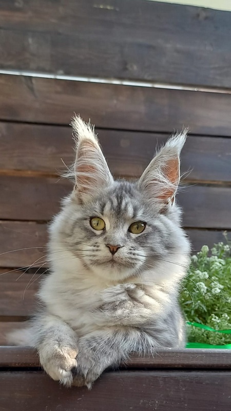 Ramina  Akbars - Kitten maine-coon 4 months 4 weeks