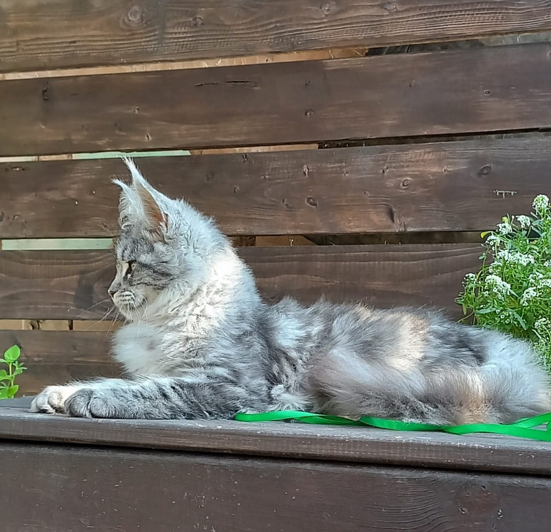 Ramina  Akbars - Kitten maine-coon 4 months 4 weeks