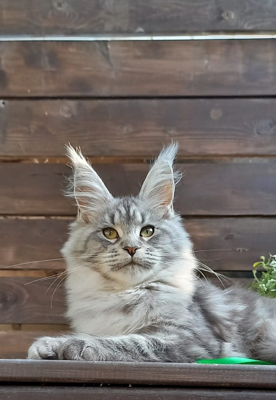 Ramina  Akbars - Kitten maine-coon 4 months 4 weeks