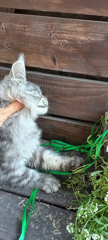 Ramina  Akbars - Kitten maine-coon 4 months 4 weeks