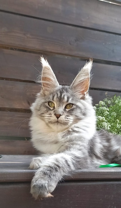 Ramina  Akbars - Kitten maine-coon 4 months 4 weeks