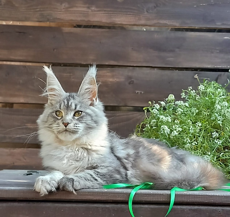 Ramina  Akbars - Kitten maine-coon 4 months 4 weeks
