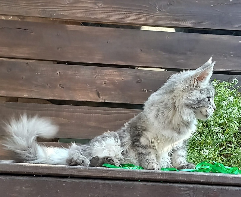 Ramina  Akbars - Kitten maine-coon 4 months 4 weeks