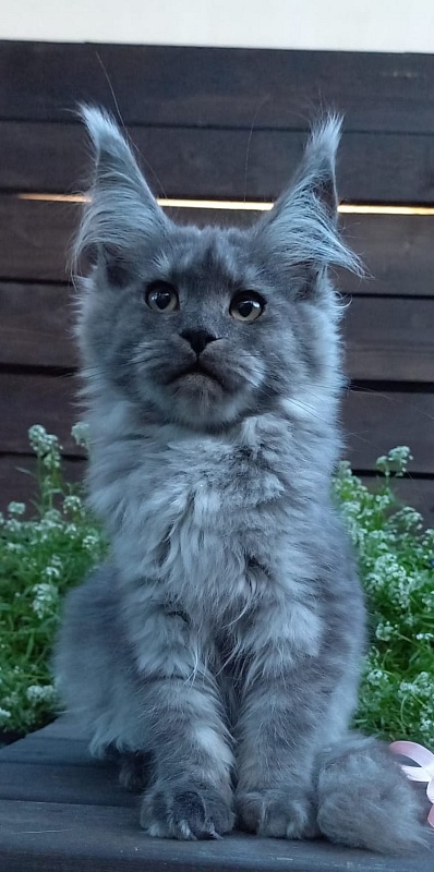 Ruta Akbars - Kitten maine-coon 4 months 2 weeks