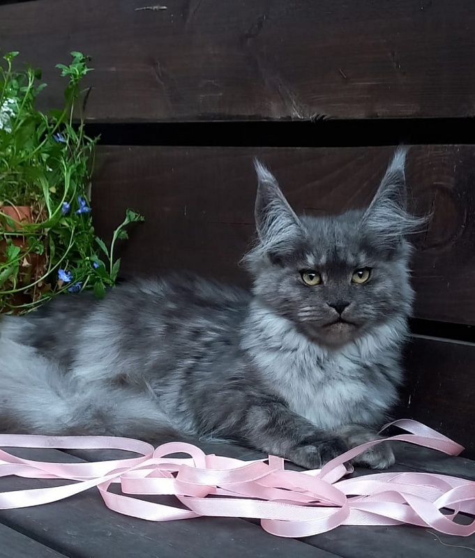 Ruta Akbars - Kitten maine-coon 4 months 4 weeks