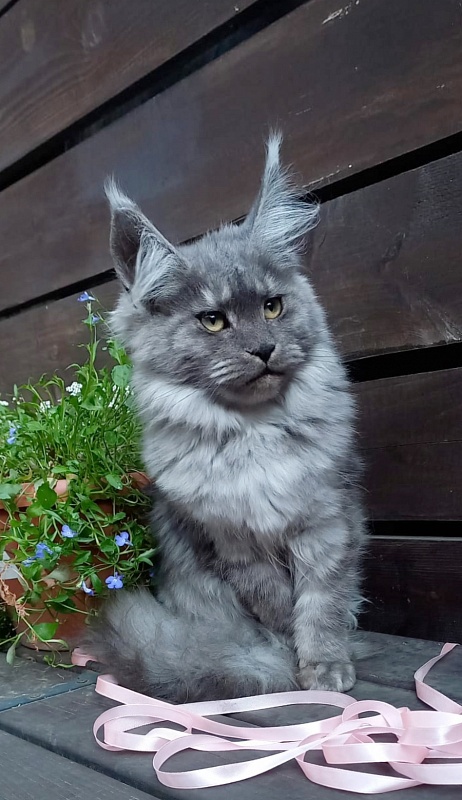 Ruta Akbars - Kitten maine-coon 4 months 4 weeks