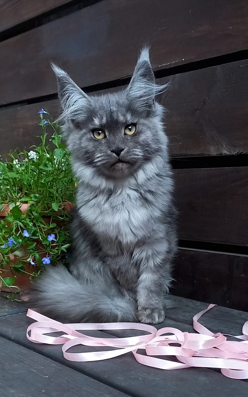 Ruta Akbars - Kitten maine-coon 4 months 4 weeks