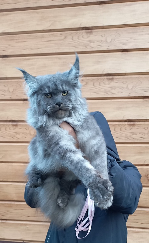 Ruta Akbars - Kitten maine-coon 6 months 1.5 week