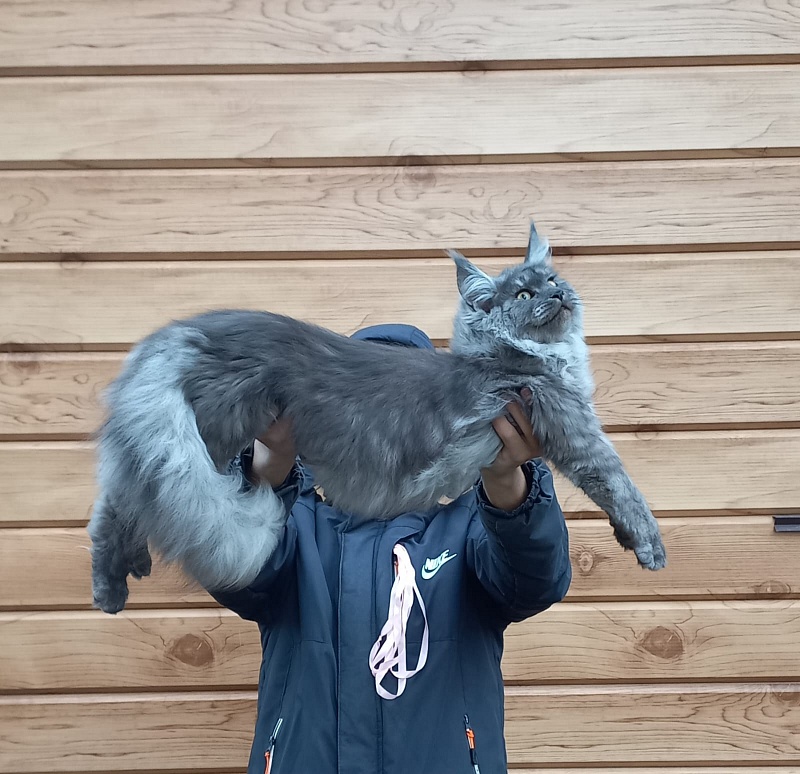 Ruta Akbars - Kitten maine-coon 6 months 1.5 week