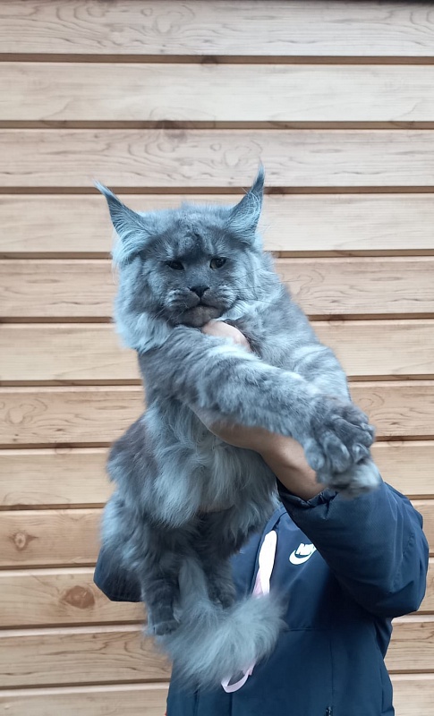 Ruta Akbars - Kitten maine-coon 6 months 1.5 week