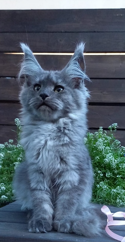 Ruta Akbars - Kitten maine-coon 4 months 2 weeks