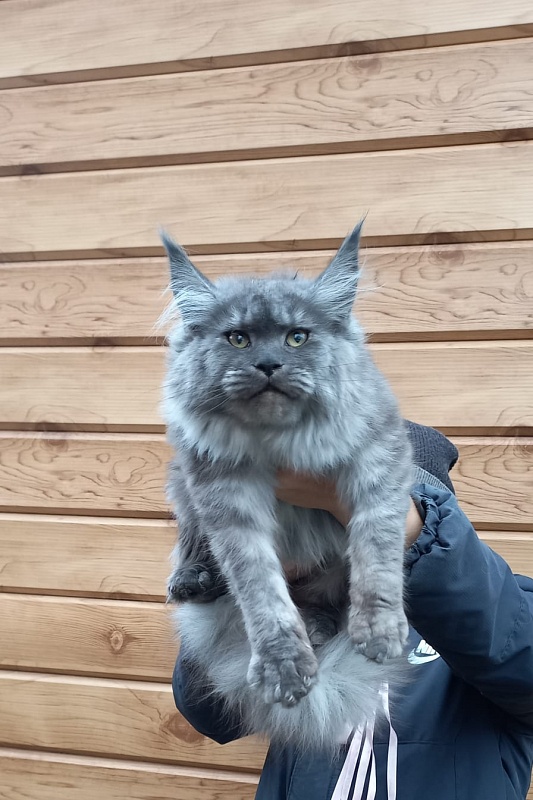 Ruta Akbars - Kitten maine-coon 6 months 1.5 week