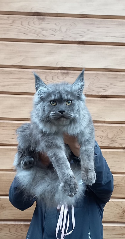 Ruta Akbars - Kitten maine-coon 6 months 1.5 week