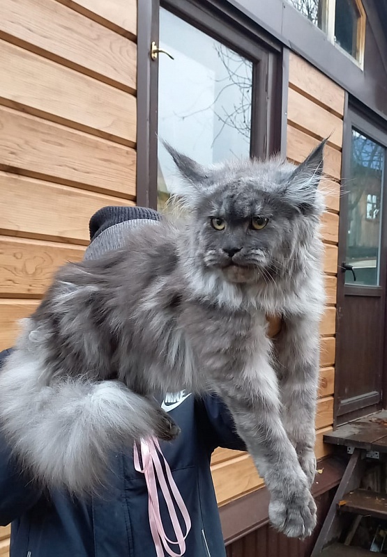 Ruta Akbars - Kitten maine-coon 6 months 1.5 week