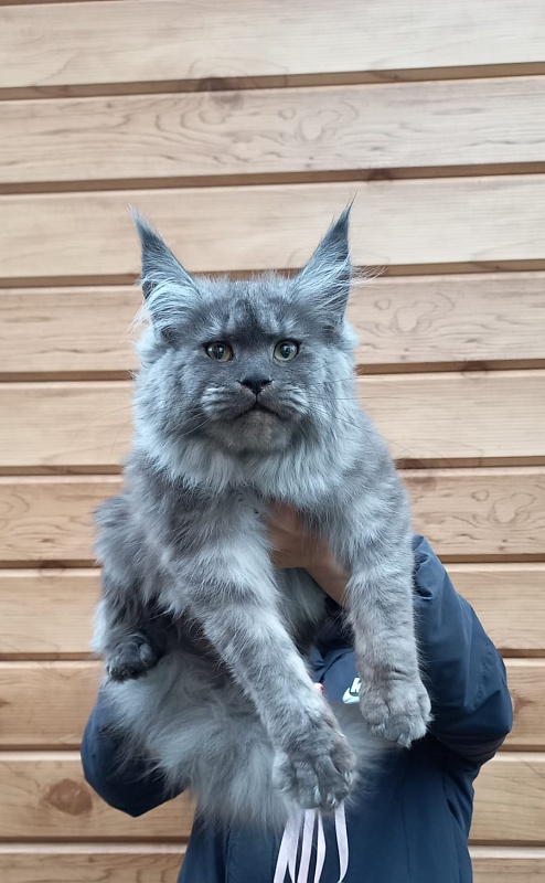 Ruta Akbars - Kitten maine-coon 6 months 1.5 week