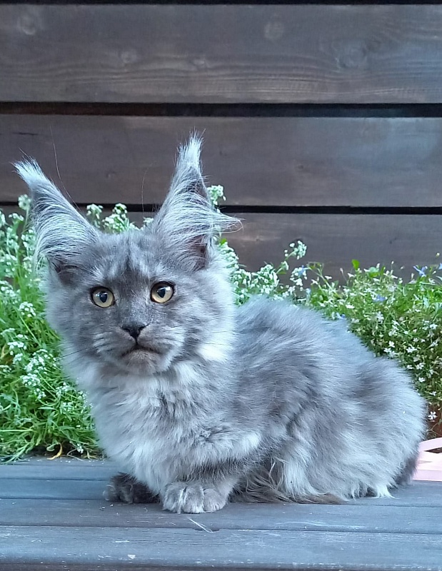 Ruta Akbars - Kitten maine-coon 4 months 2 weeks