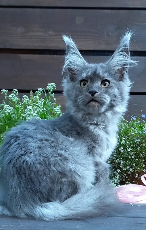 Ruta Akbars - Kitten maine-coon 4 months 2 weeks