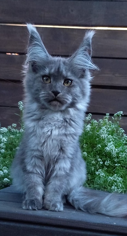 Ruta Akbars - Kitten maine-coon 4 months 2 weeks