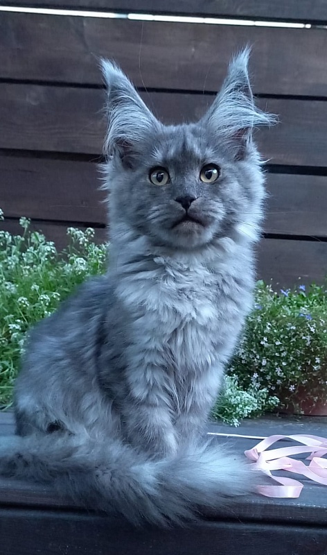 Ruta Akbars - Kitten maine-coon 4 months 2 weeks