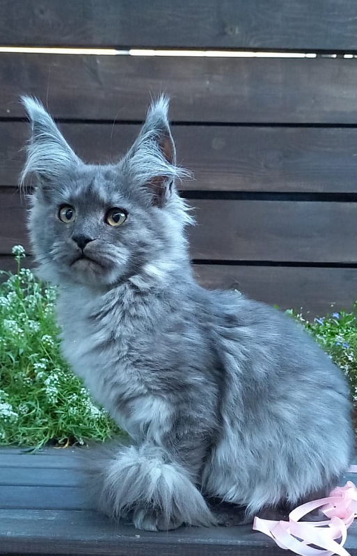 Ruta Akbars - Kitten maine-coon 4 months 2 weeks