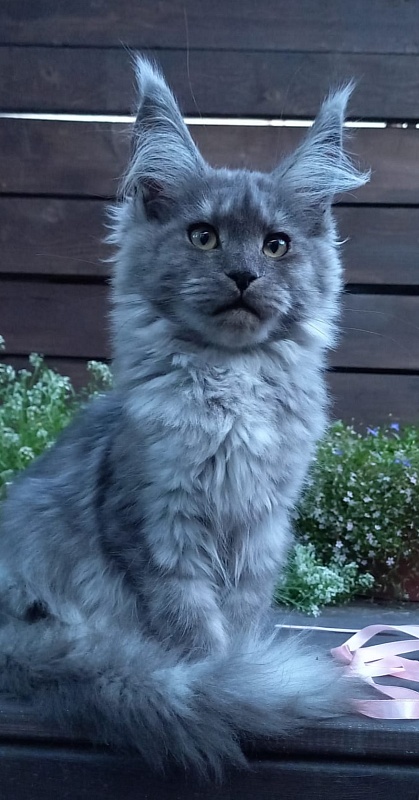 Ruta Akbars - Kitten maine-coon 4 months 2 weeks