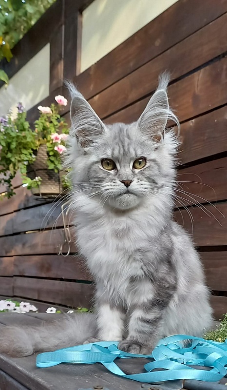 Rita  Akbars - Kitten maine-coon 4 months 4 weeks