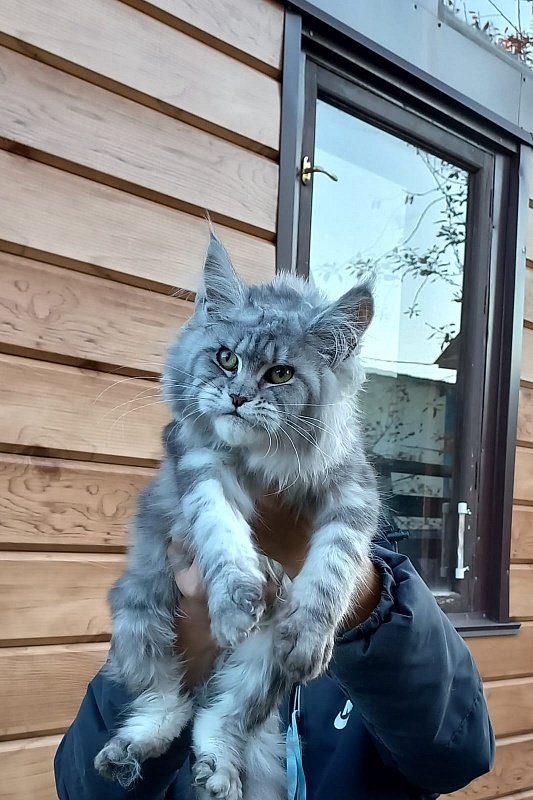 Rita  Akbars - Kitten maine-coon 6 months