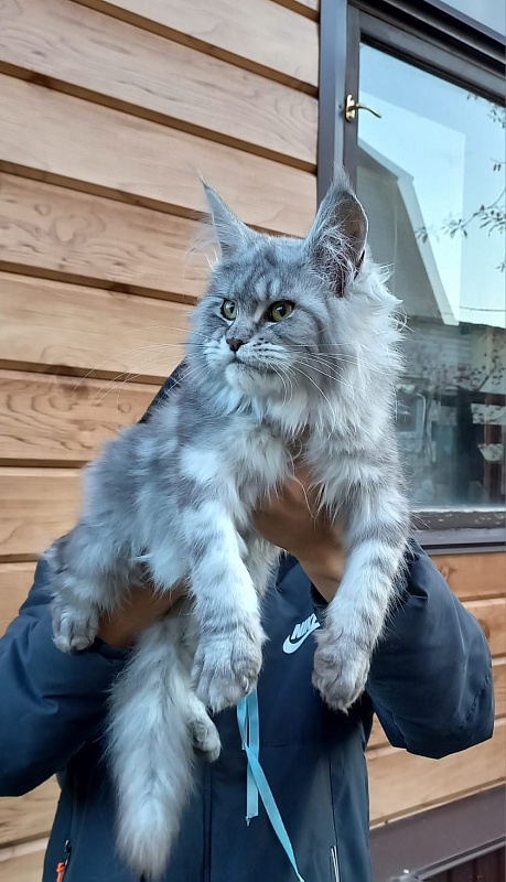 Rita  Akbars - Kitten maine-coon 6 months