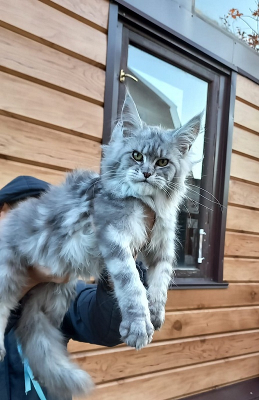 Rita  Akbars - Kitten maine-coon 6 months
