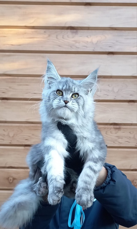Rita  Akbars - Kitten maine-coon 6 months