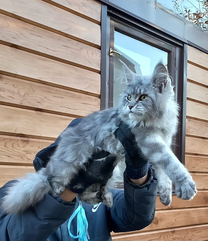 Rita  Akbars - Kitten maine-coon 6 months