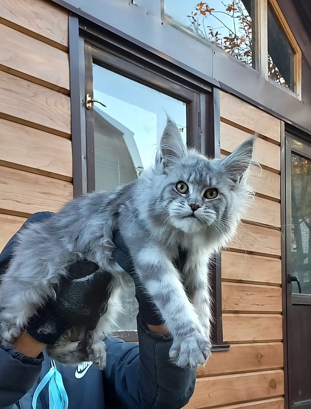 Rita  Akbars - Kitten maine-coon 6 months