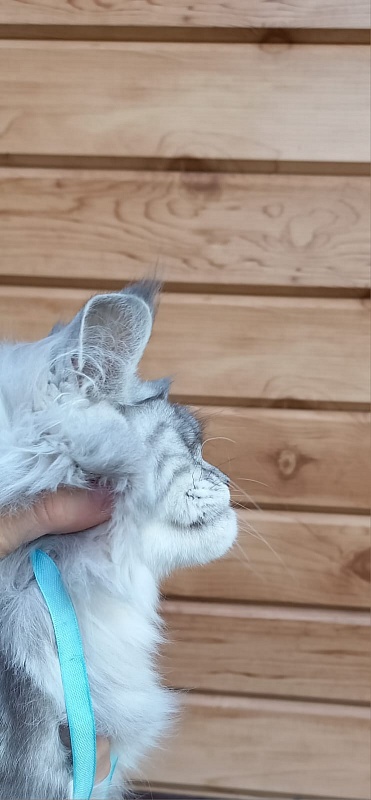 Rita  Akbars - Kitten maine-coon 6 months