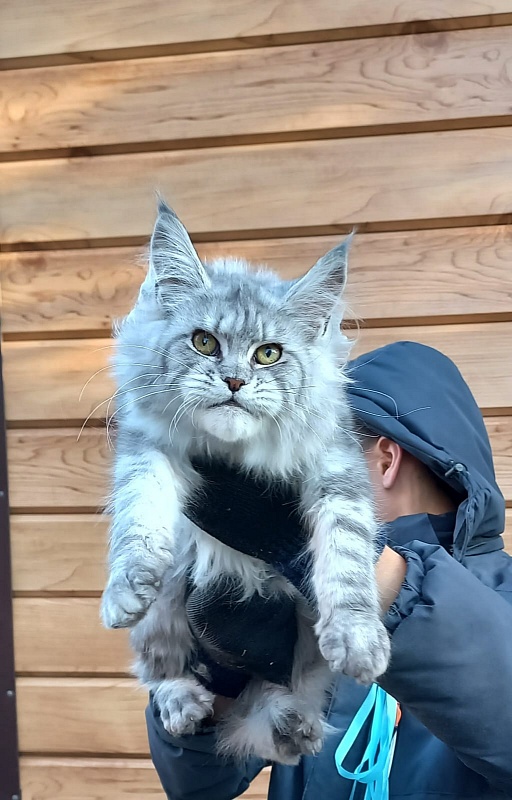 Rita  Akbars - Kitten maine-coon 6 months