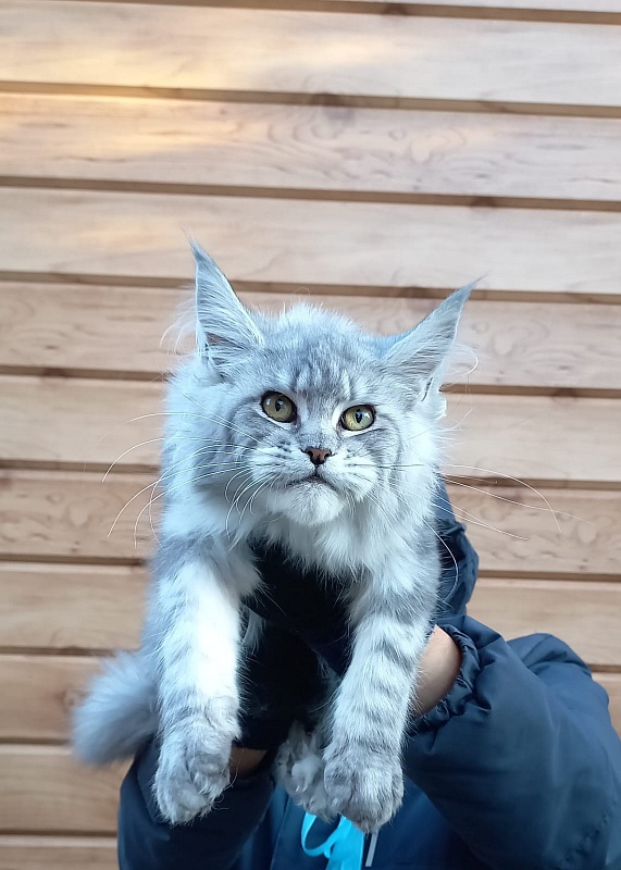 Rita  Akbars - Kitten maine-coon 6 months
