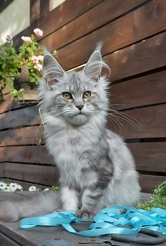 Rita  Akbars - Kitten maine-coon 4 months 4 weeks