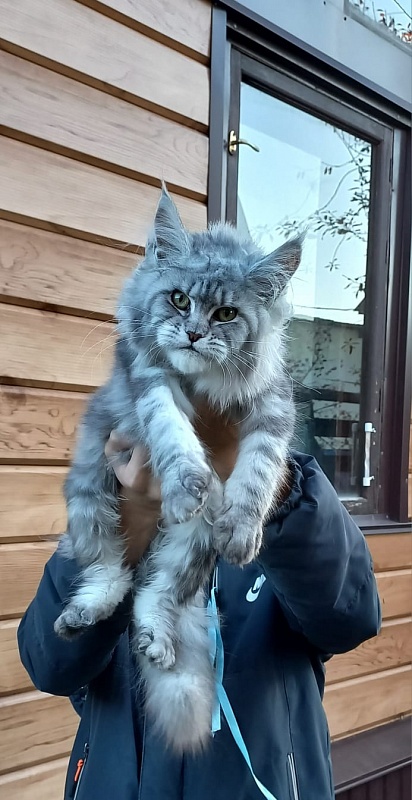 Rita  Akbars - Kitten maine-coon 6 months