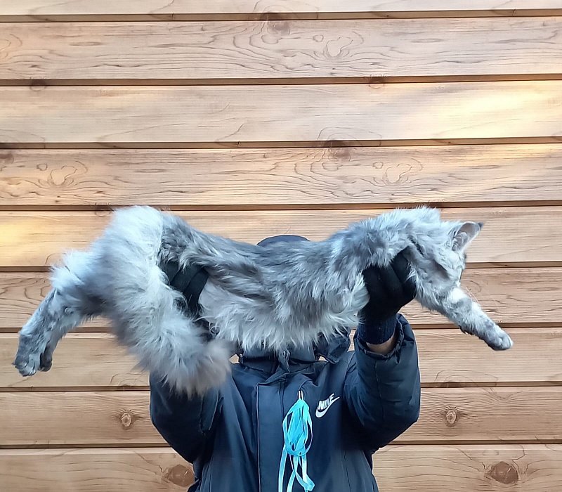 Rita  Akbars - Kitten maine-coon 6 months